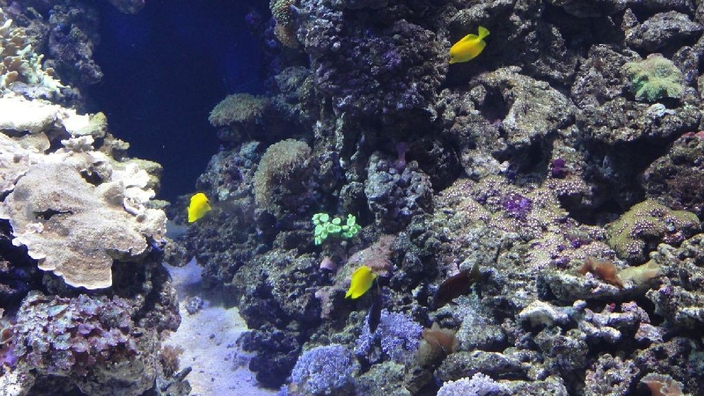 wpid-25747_ecosistemamarino.jpg