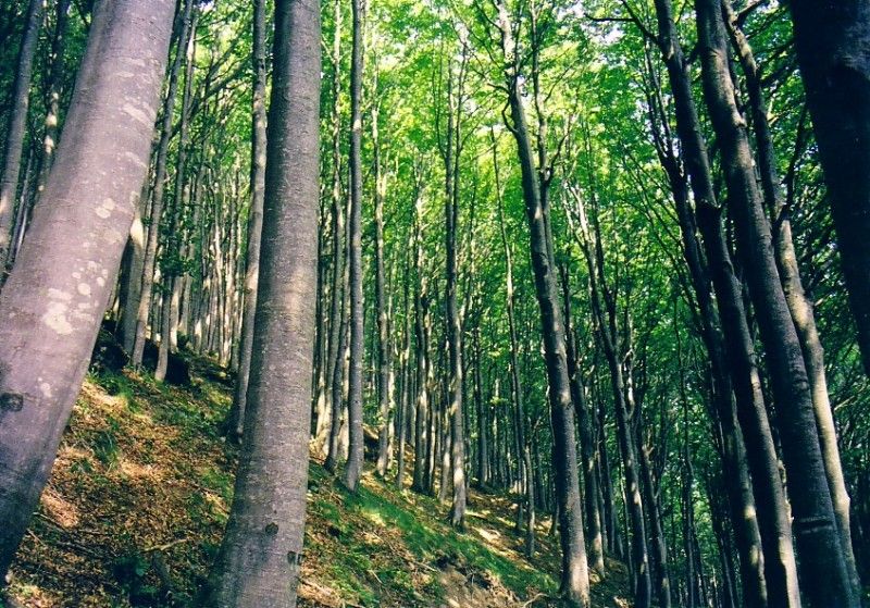 wpid-9246_bosco.jpg